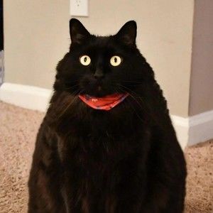 Meet your Posher, Emma